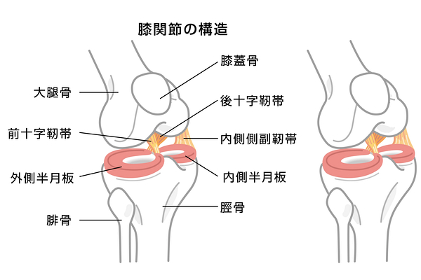 膝の骨の構造